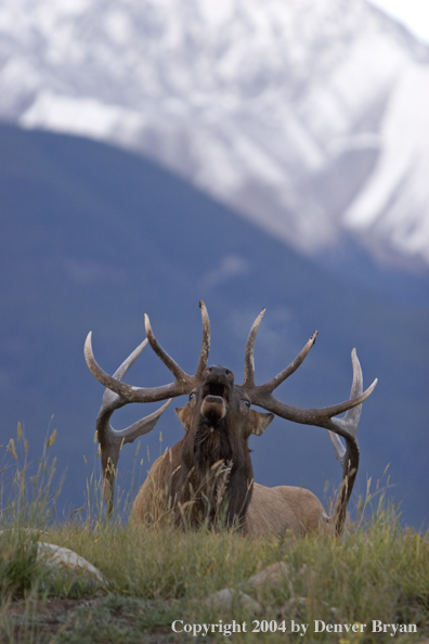 Rocky Mountain bull elk bugling.