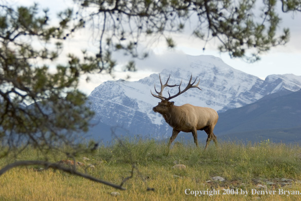 Rocky Mountain bull elk in habitat.