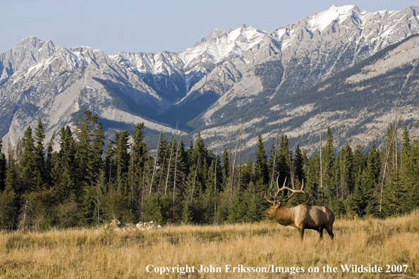 Elk in habitat