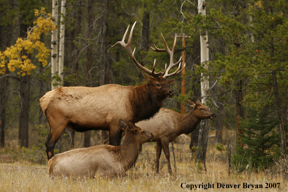 Rocky Mountain bull elk with cows