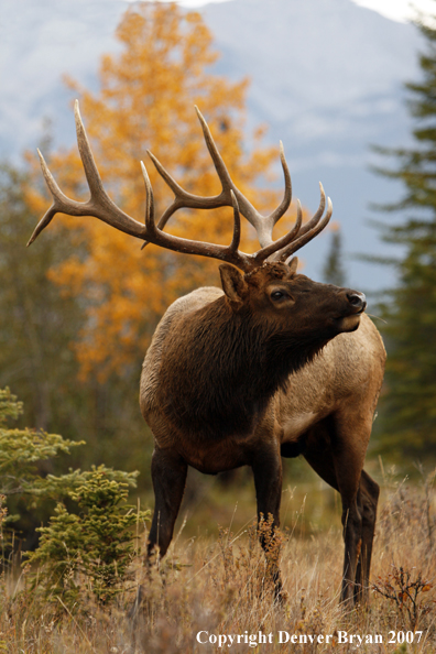 Rocky Mountain Elk 