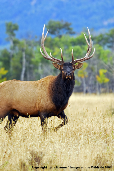 Rocky Mountain Elk in habitat