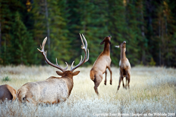 Cow Elk Fighting