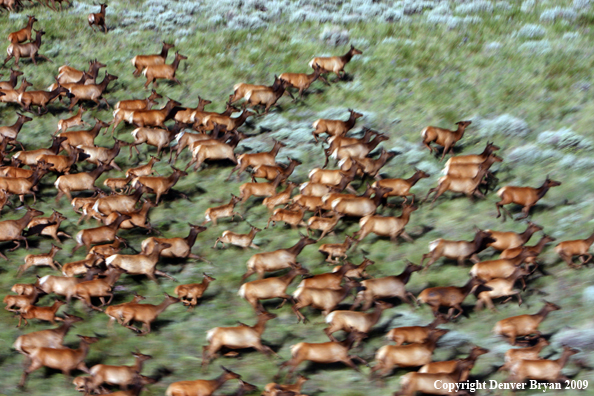 Rocky Mountain Elk in habitat