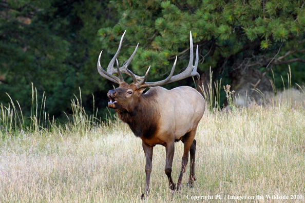 Rocky Mountain bull elk bugling. 