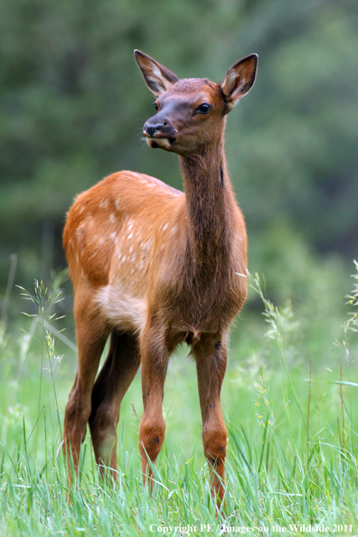 Rocky Mountain elk calf in field. 