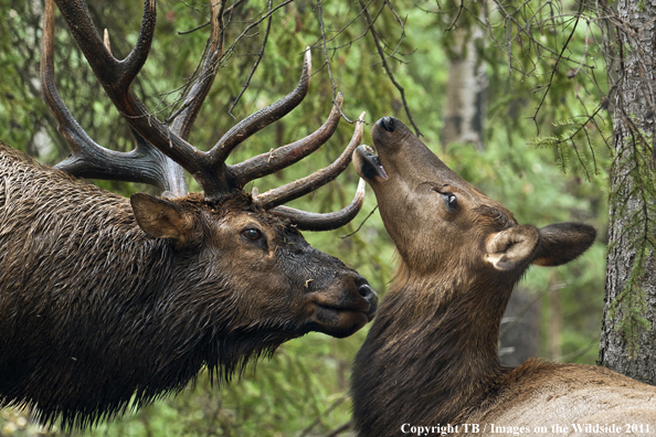 Rocky Mountain bull elk in habitat. 