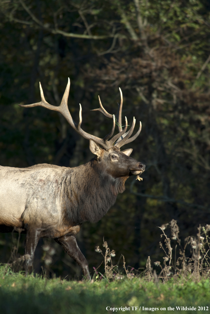 Rock Mountain Elk in habitat. 