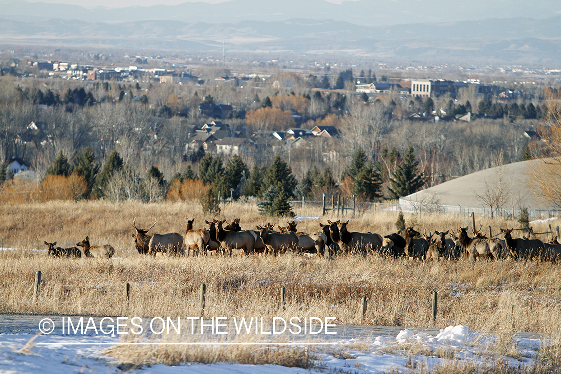 Elk in winter near urban area.