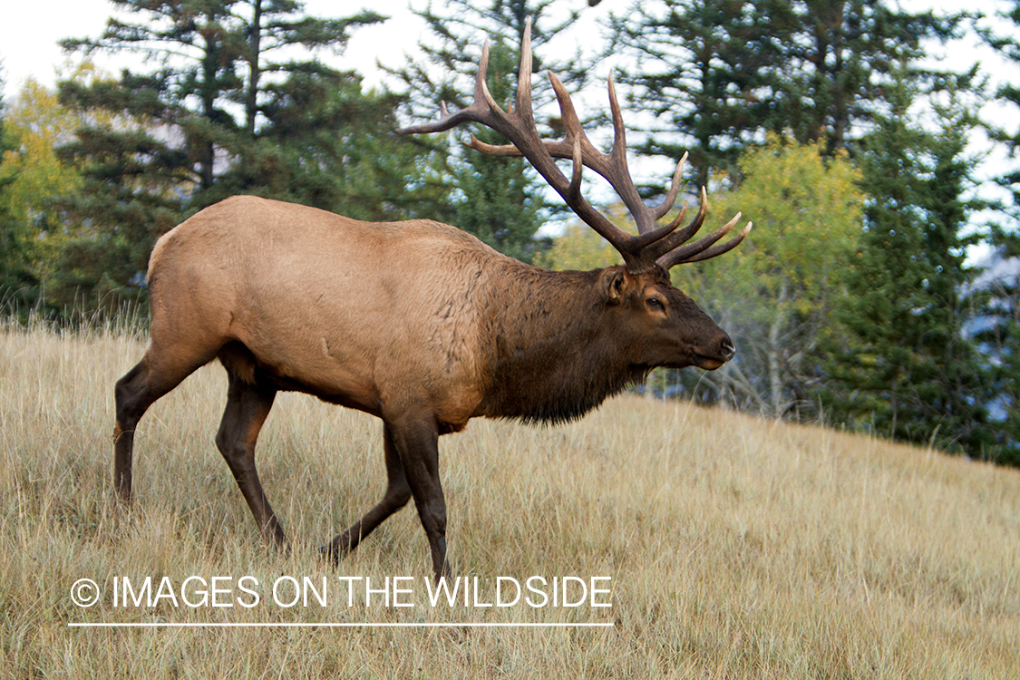 Rocky Mountain Bull Elk in habitat.