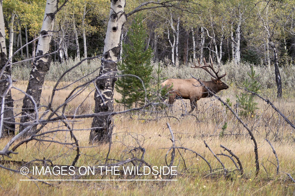 Rocky Mountain Bull Elk in habitat.