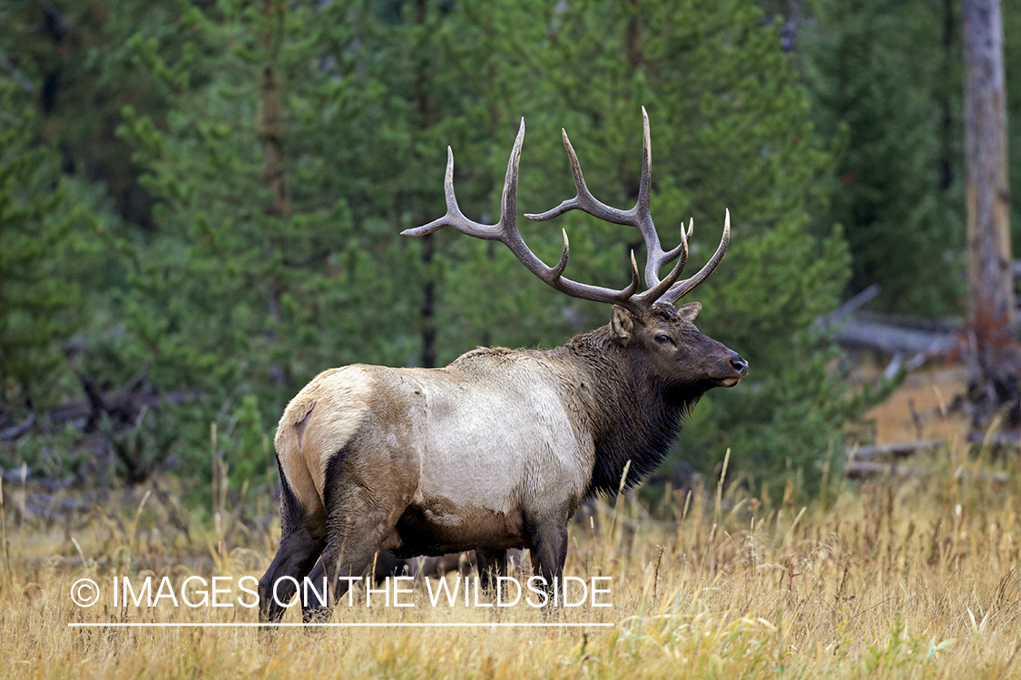 Rocky Mountain Bull Elk in habitat.