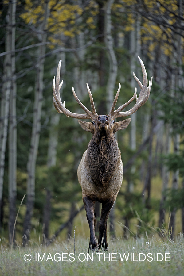 Bull elk sniffing air.