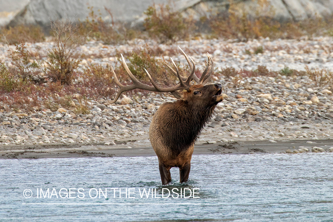 Bull elk in autumn habitat.