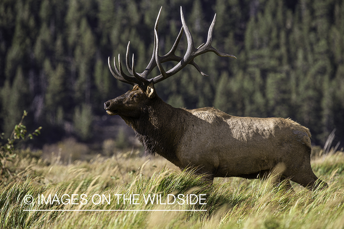 Bull elk in habitat.