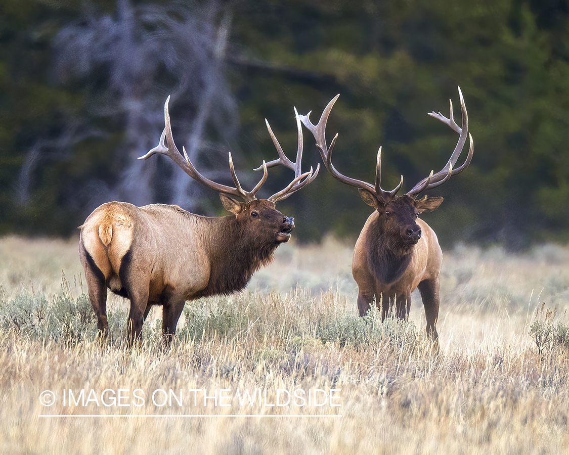 Rocky Mountain Elk in field.