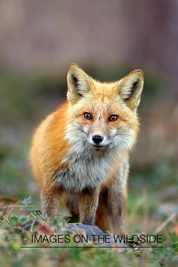 Red Fox in habitat.