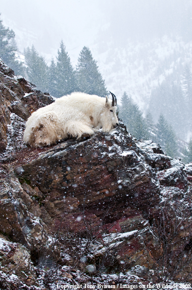 Billy Mountain Goat