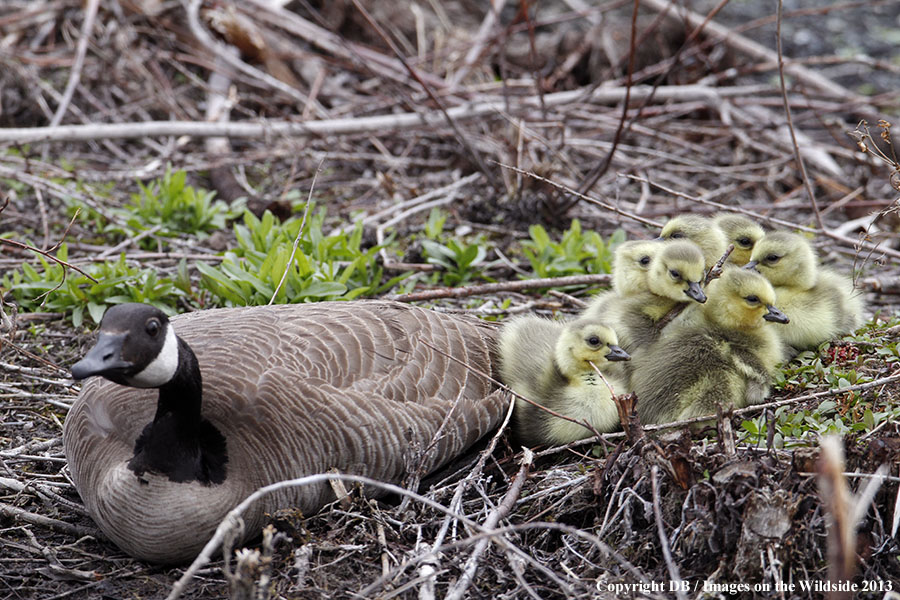 Goose with goslings.