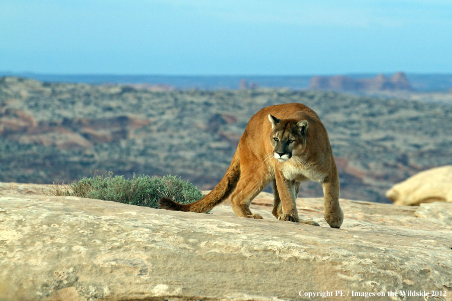 Mountain Lion in habitat.