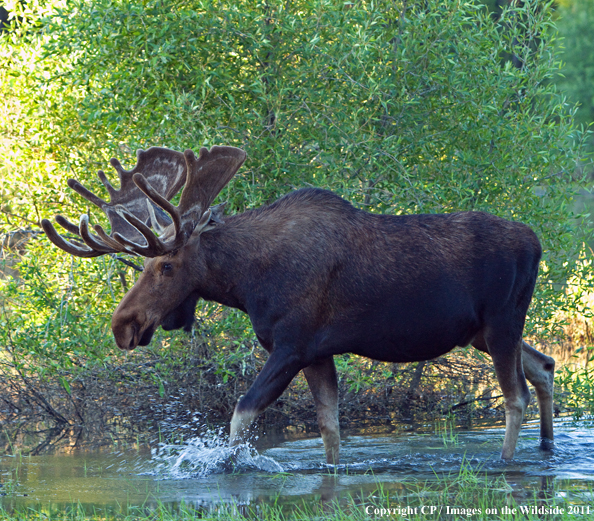 Shiras Moose in habitat. 