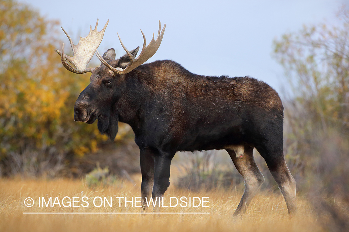 Bull moose in field.