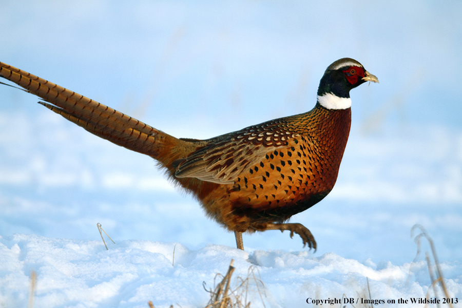 Ring-necked pheasant in field.