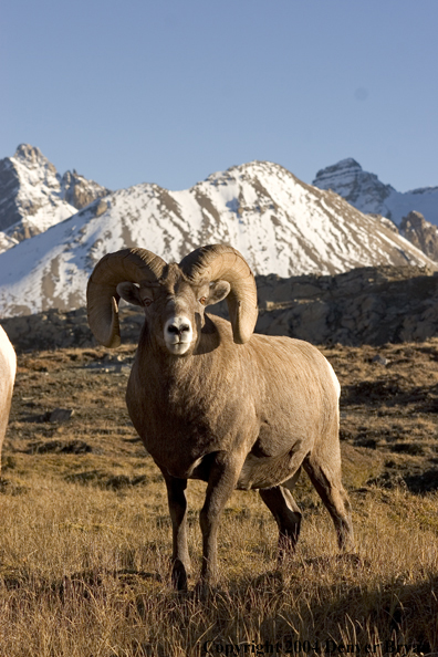 Rocky Mountain bighorn sheep (ram).