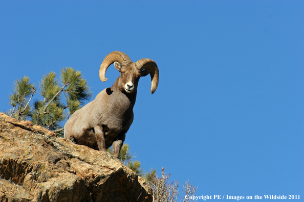 Rocky Mountain Bighorn Sheep in habitat. 