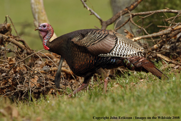 Eastern Wild Turkey