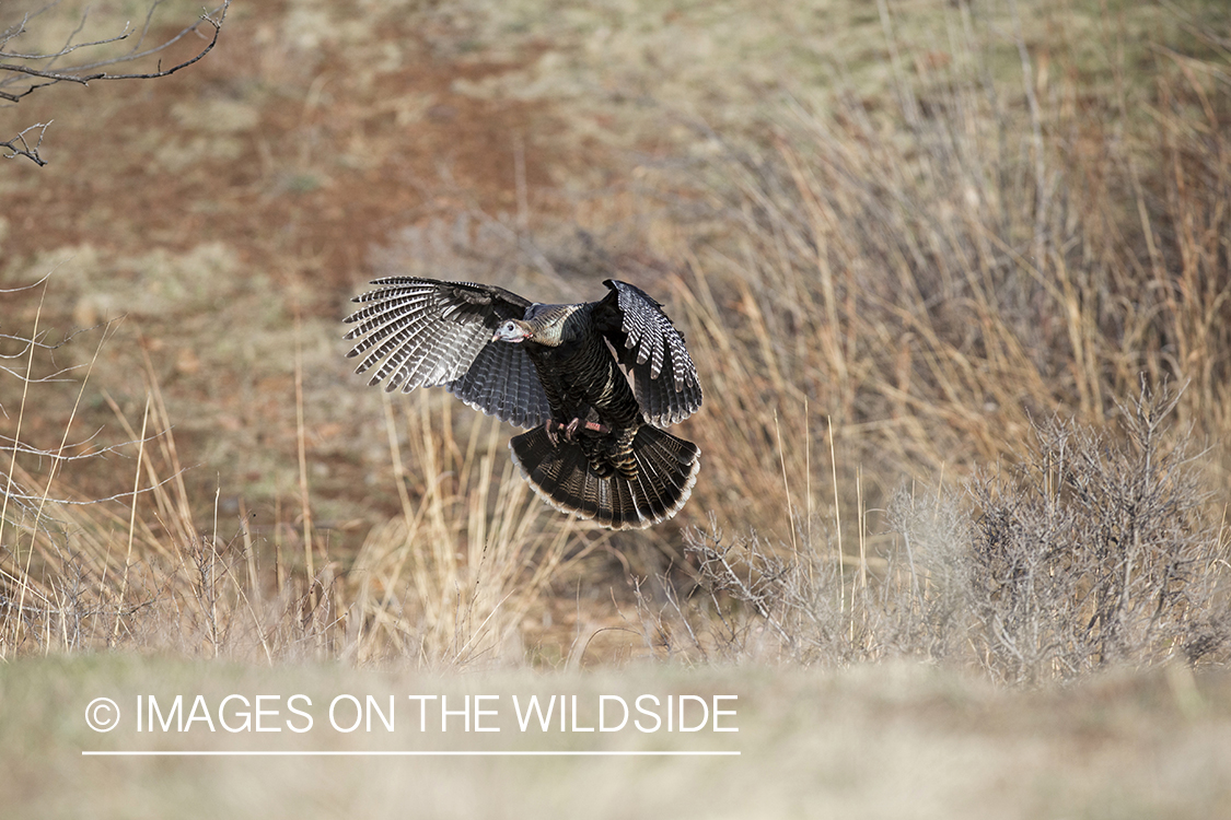 Eastern Wild Turkey hen in flight.