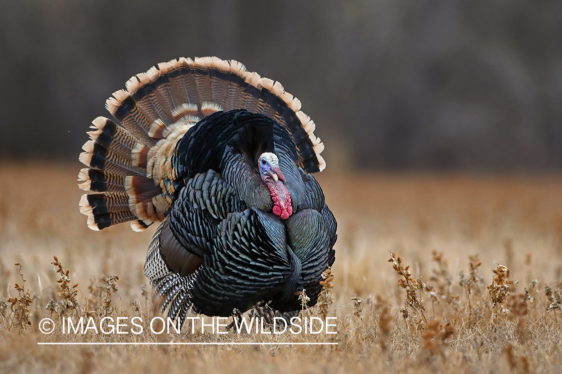 Merriam's turkey tom in full strut.