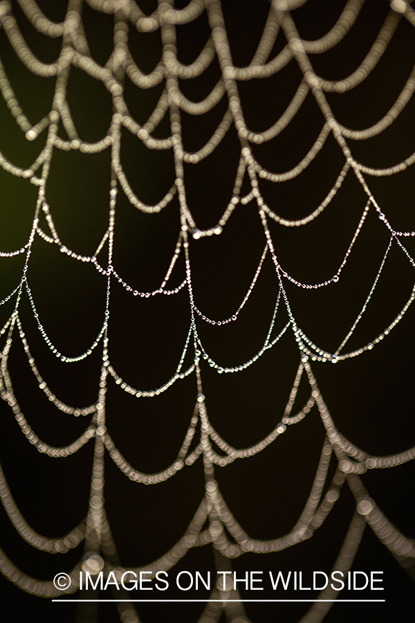 Dew covered spider web.