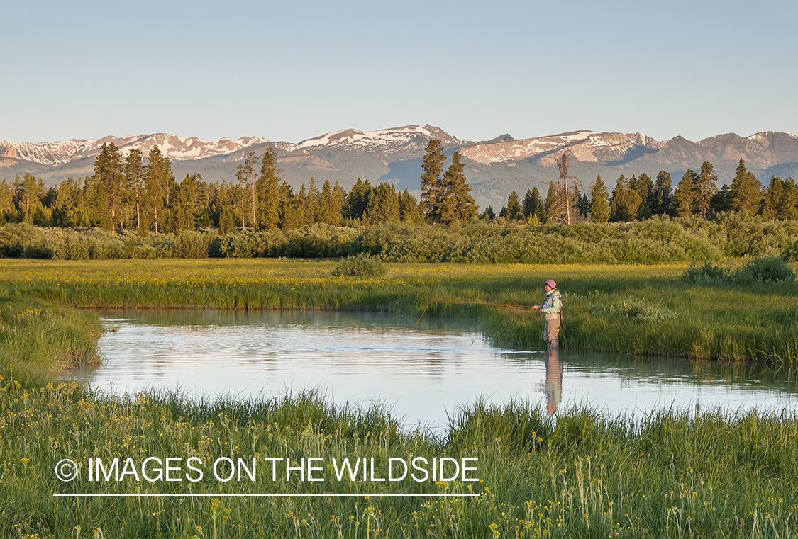 Flyfishing on Duck Creek, Yellowstone National Park.