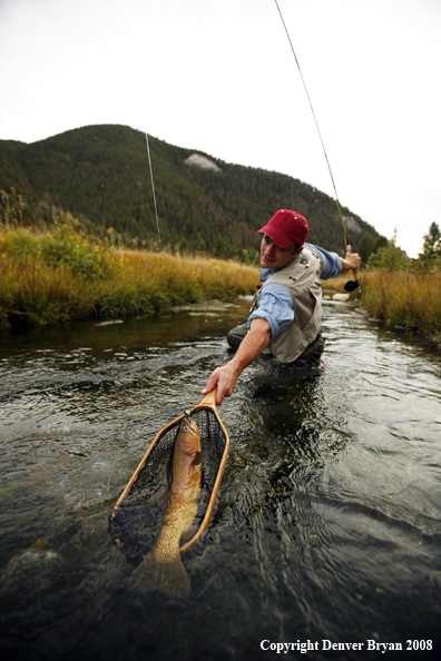 Flyfisherman Landing Cutthroat Trout