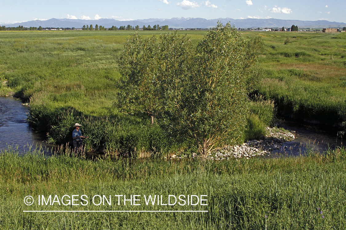 Flyfisherman flyfishing small stream in Montana.