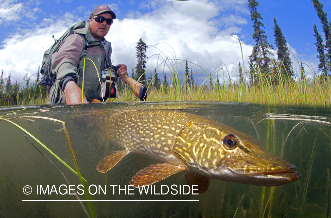 Fisherman releasing Pike. 