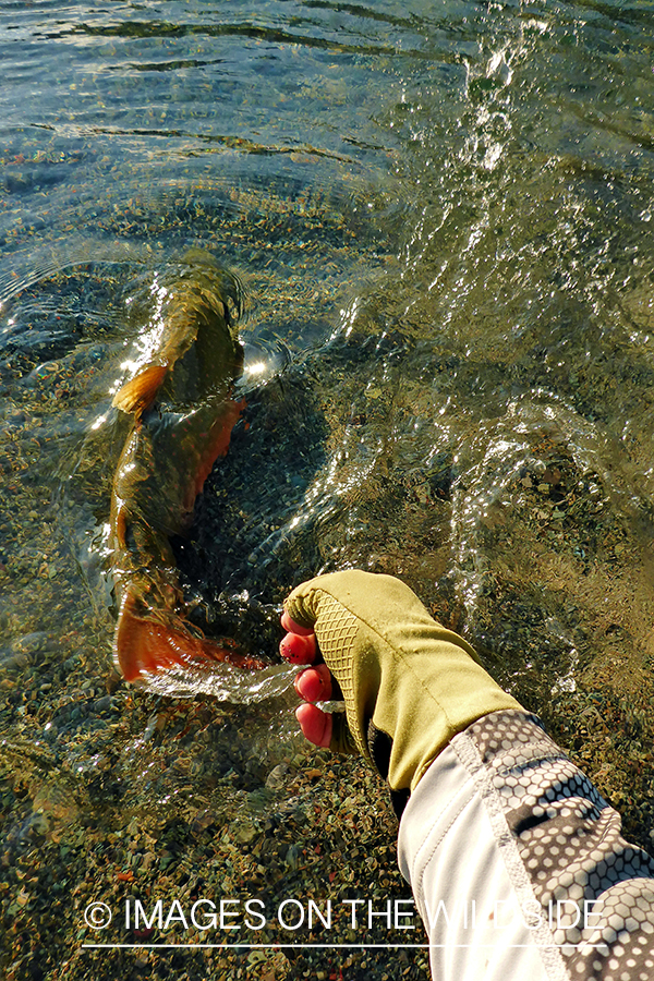 Flyfisherman releasing bull trout.