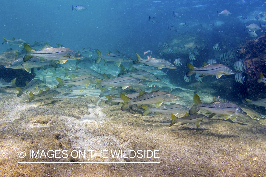 School of Snook