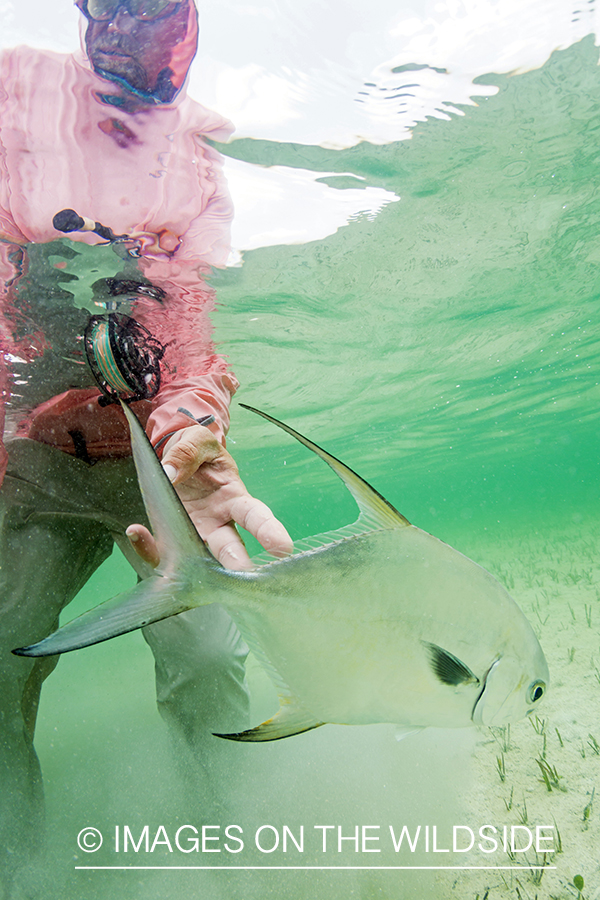 Flyfisherman releasing Permit.