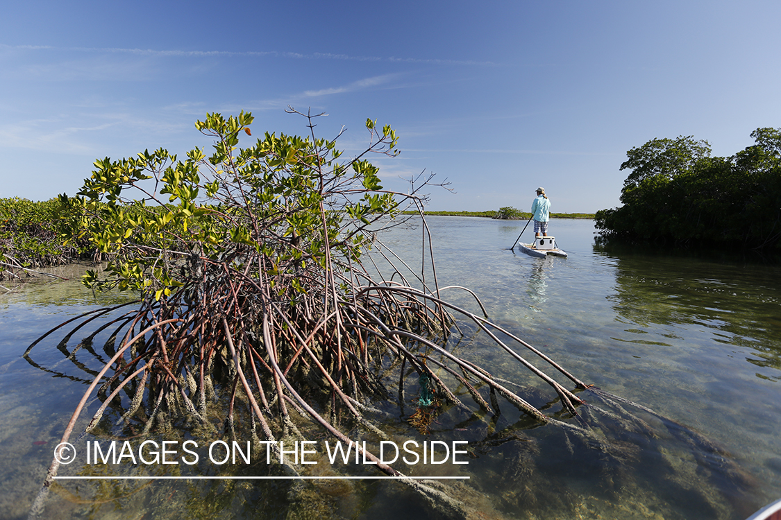 Saltwater flyfisherman on stand up paddle boards.