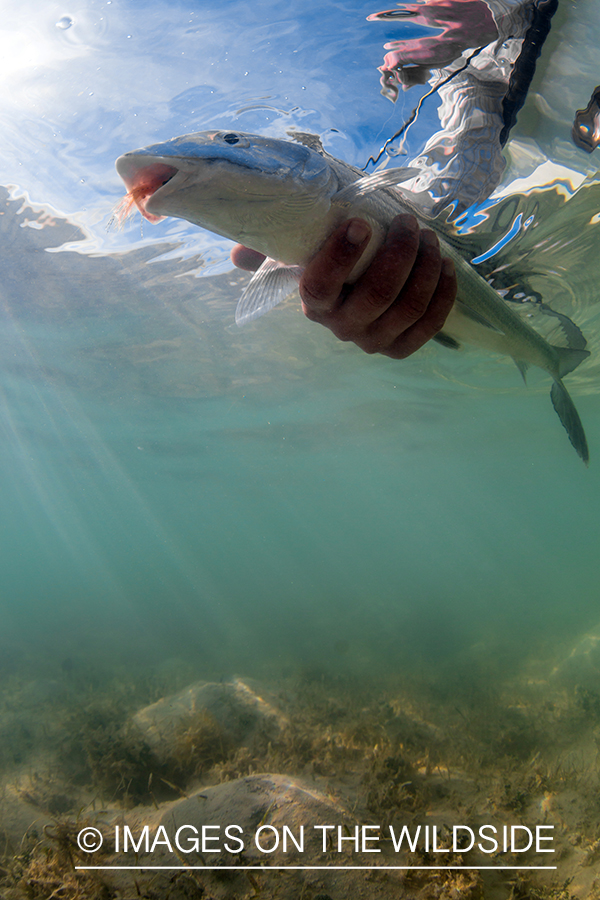 Flyfisherman releasing Bonefish.