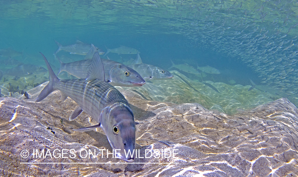 Bonefish in habitat.