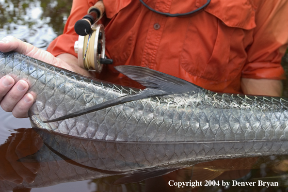 Flyfisherman holding tail of a tarpon