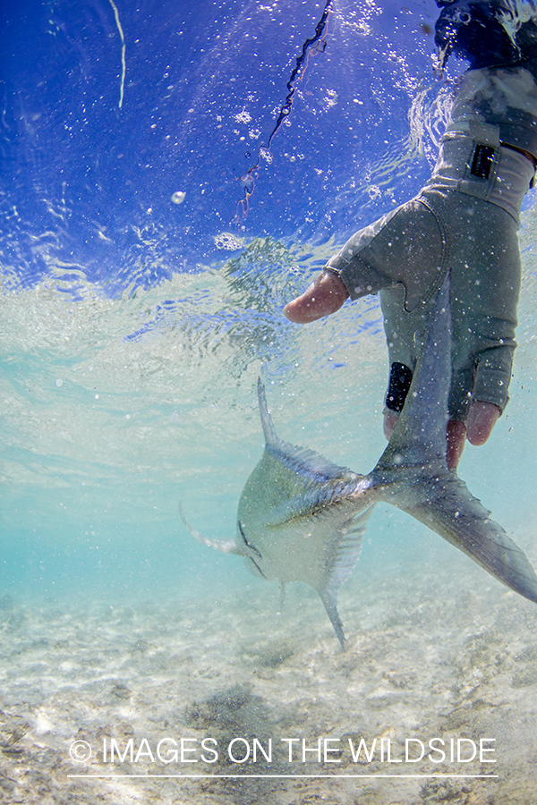 Flyfisherman releasing bluefin trevally.