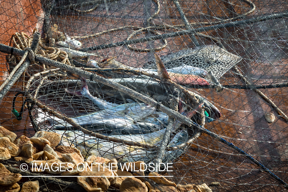 Fish in nets.