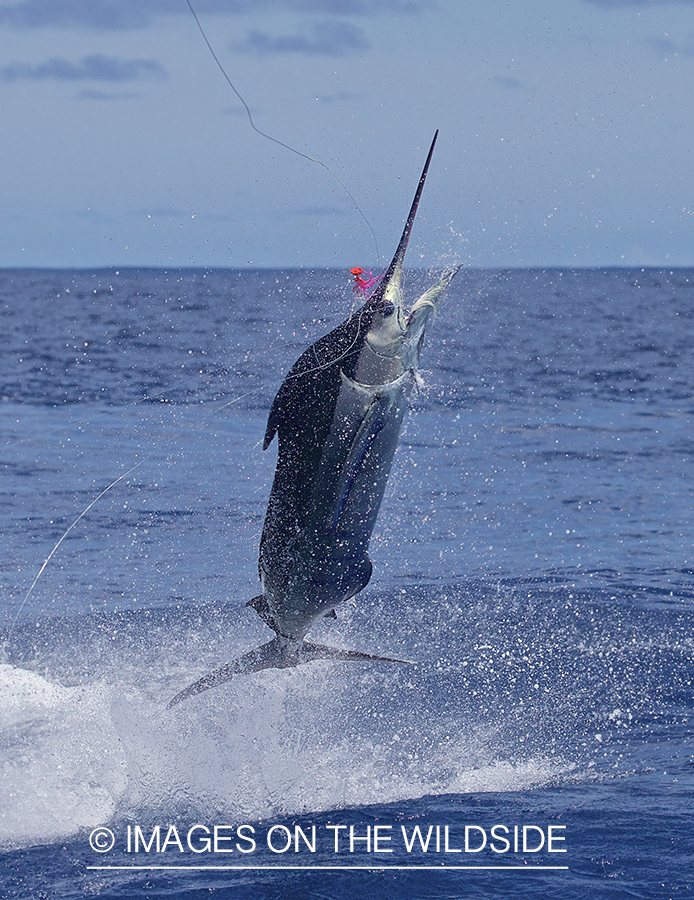 Marlin (blue) jumping.