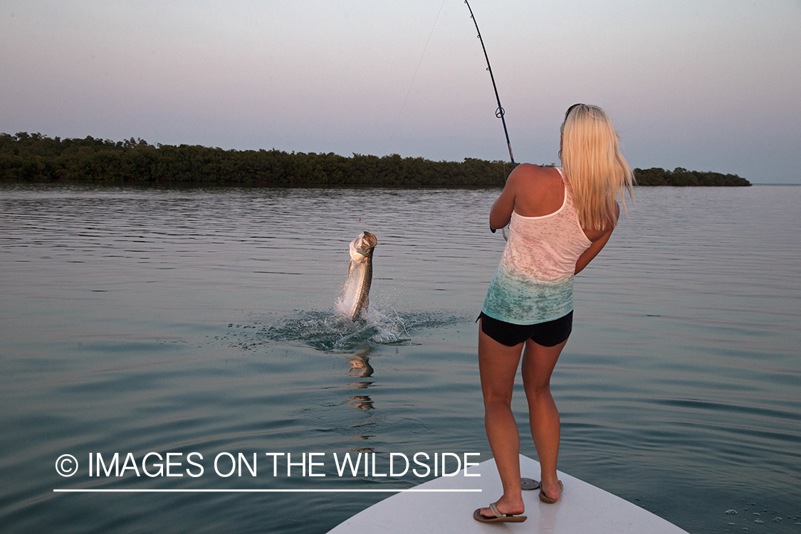 Saltwater fly fisherwoman with jumping tarpon on line.