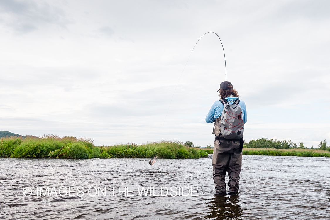 Flyfisherman fighting fish on the Sedanka river in Kamchatka Peninsula, Russia. 