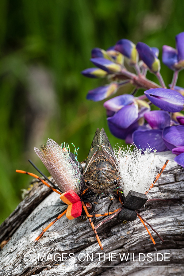 Insect with fishing flies.